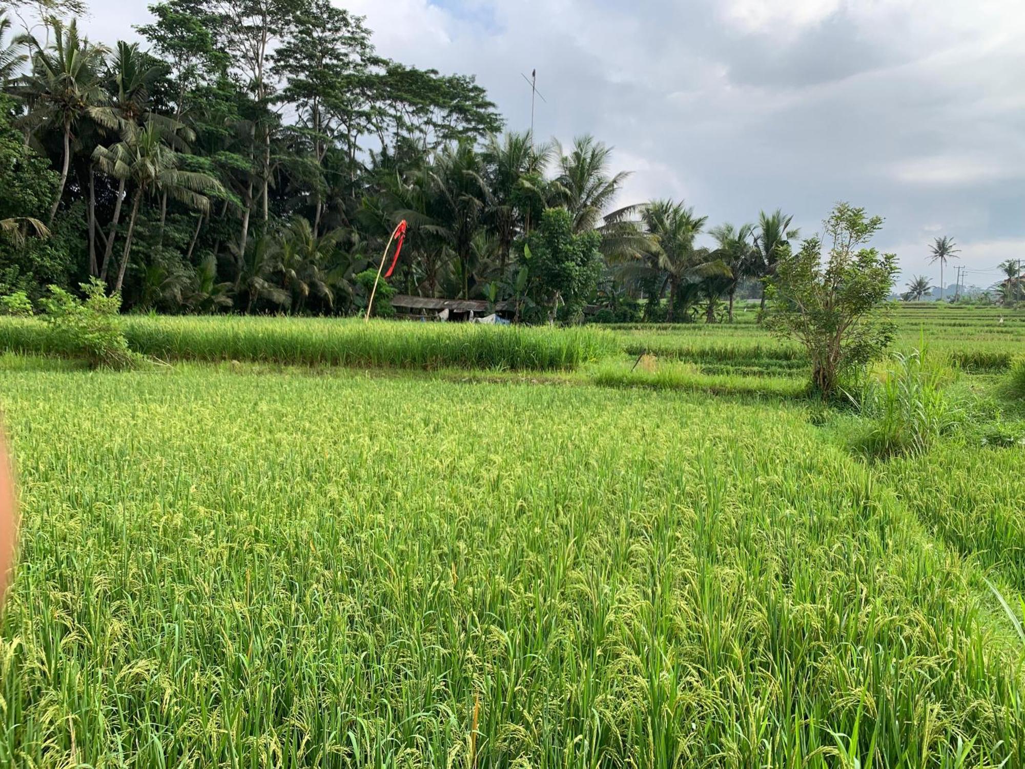 Adi Laxmi Villa Ubud Exterior photo
